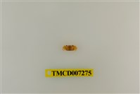 藏品(粗掌開口蟹)的圖片